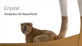 Presentation with lemur - PPT layouts with back-view-of-a-greater background and a white colored foreground