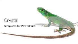  Presentation with green - Slide set consisting of back-view-of-a-green background and a white colored foreground