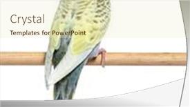  Presentation with rainbow - Slide set featuring back-view-of-a-grey background and a soft green colored foreground