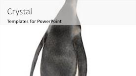  Presentation with king - Colorful PPT theme enhanced with back-view-of-a-king backdrop and a white colored foreground