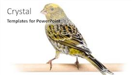  Presentation with wooden - Slides consisting of back-view-of-a-lizzard background and a white colored foreground