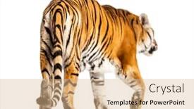  Presentation with walking cat - Amazing slides having back-view-of-a-tiger backdrop and a coral colored foreground