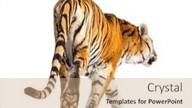  Presentation with walking cat - Presentation theme featuring back-view-of-a-tiger background and a coral colored foreground