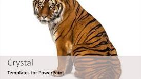  Presentation with tiger - Audience pleasing PPT theme consisting of back-view-of-a-tiger backdrop and a lemonade colored foreground