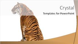  Presentation with tiger - Presentation design featuring back-view-of-a-tiger background and a white colored foreground