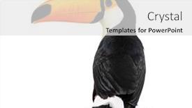  Presentation with back ground hvac - PPT layouts with back-view-of-a-toucan background and a white colored foreground