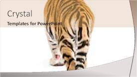  Presentation with tiger - PPT theme featuring two months old tiger background and a yellow colored foreground