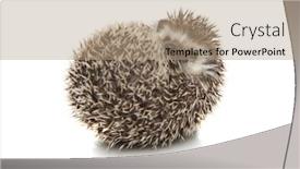  Presentation with body - Amazing presentation design having view of cute affrican hedgehog backdrop and a coral colored foreground