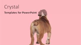  Presentation with english bulldog - Slide deck with back-view-of-english-bulldog background and a lemonade colored foreground