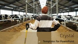  Presentation with cattle - Presentation theme consisting of back-view-of-young-female background and a coral colored foreground