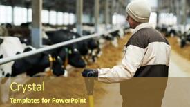  Presentation with cattle - PPT theme consisting of back-view-of-young-male background and a tawny brown colored foreground