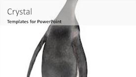  Presentation with king - Slide set having back-view-on-a-king background and a white colored foreground