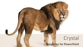  Presentation with male lion - Presentation design consisting of back-view-on-a-male background and a coral colored foreground
