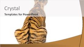  Presentation with tiger - Presentation theme consisting of back view on a two months old tiger cub sitting against white background background and a white colored foreground