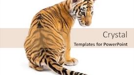  Presentation with tiger - Presentation theme consisting of view two months old tiger background and a yellow colored foreground