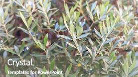  Presentation with olive tree - Theme with backdrop food oil - olive tree with blurred background background and a gray colored foreground