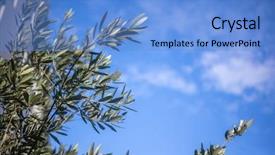  Presentation with olive tree - Presentation theme with backdrop food oil - part of olive tree background and a light blue colored foreground