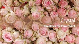  Presentation with soft colors - Cool new presentation theme with backdrop-of-colorful-paper-roses backdrop and a coral colored foreground