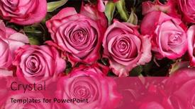  Presentation with soft colors - Amazing theme having backdrop-of-colorful-paper-roses backdrop and a red colored foreground
