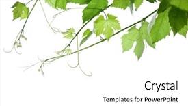  Presentation with grape vine - Amazing PPT theme having backdrop of grape or vine backdrop and a white colored foreground