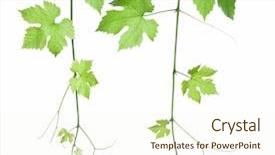  Presentation with grape vine - Beautiful presentation theme featuring backdrop of grape or vine backdrop and a cream colored foreground