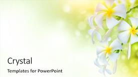  Presentation with border flower - Beautiful presentation theme featuring backdrop wide angle banner format backdrop and a cream colored foreground