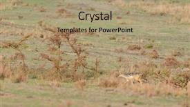  Presentation with black - Beautiful slides featuring backed jackal on the hunt backdrop and a coral colored foreground