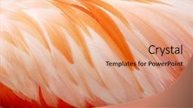  Presentation with flamingo - Colorful slides enhanced with shrimp background - flamingo's feathers backdrop and a coral colored foreground