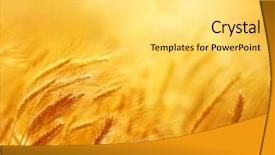  Presentation with golden yellow - Amazing presentation design having background and blurred bokeh agriculture backdrop and a light gray colored foreground