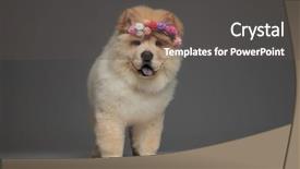  Presentation with crown - Colorful slide deck enhanced with adorable chow chow wearing fresh backdrop and a dark gray colored foreground