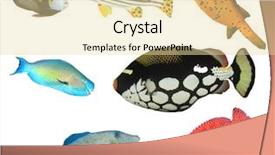 Presentation with grouper - Colorful PPT theme enhanced with background angelfish sweetlips boxfish parrotfish backdrop and a blonde colored foreground