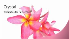 Presentation with plumeria - Cool new presentation with background bali - plumeria flowers isolated on white backdrop and a white colored foreground