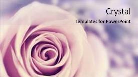  Presentation with vintage floral - Beautiful theme featuring background beautiful fresh violet flower backdrop and a light blue colored foreground