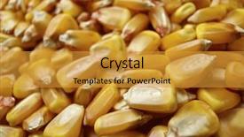  Presentation with agriculture corn - Cool new presentation theme with background crated by yellow corn backdrop and a gold colored foreground
