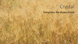  Presentation with cereal - Presentation theme consisting of background-created-with-a-close background and a yellow colored foreground