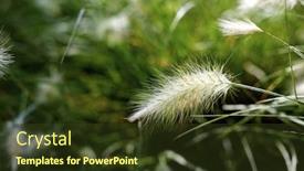  Presentation with feather - Presentation consisting of background-created-with-feather-grass background and a tawny brown colored foreground