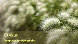  Presentation with feather - Slides enhanced with background-created-with-feather-grass background and a tawny brown colored foreground