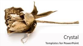  Presentation with rose gold - Slide set featuring background cutout golden dried flower background and a white colored foreground