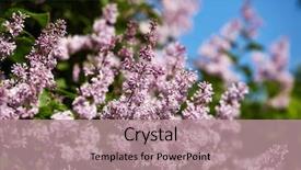  Presentation with easter season - Amazing slide set having background design element for greeting backdrop and a coral colored foreground