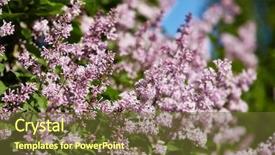  Presentation with lilac bush - PPT theme having background design element for greeting background and a tawny brown colored foreground
