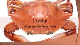  Presentation with crab - Presentation theme featuring background file contains clipping path background and a coral colored foreground