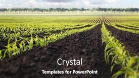  Presentation with corn field - Cool new slides with background-for-agricultural-industry-design backdrop and a dark gray colored foreground