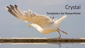  Presentation with seagull - Presentation with background free - seagull on stone start background and a light gray colored foreground