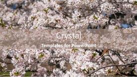  Presentation with springtime - Theme with background-from-blooming-tree background and a coral colored foreground