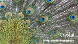  Presentation with peacock - Presentation having background-from-bright-peacock-feathers background and a violet colored foreground