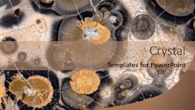  Presentation with turtle - PPT theme featuring background-from-brown-turtle-agate background and a coral colored foreground