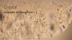  Presentation with dry - Presentation design enhanced with background-from-dry-reed background and a coral colored foreground