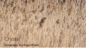  Presentation with dry - PPT layouts enhanced with background-from-dry-reed background and a coral colored foreground