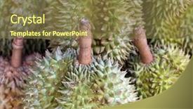  Presentation with durian - Audience pleasing PPT theme consisting of female barbary sheep ammotragus lervia isolated backdrop and a gray colored foreground