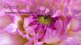  Presentation with dahlia - 